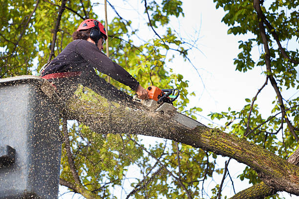 Mont Alto, PA Tree Care Company